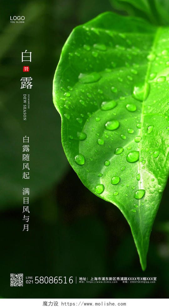 绿色简约大气露珠二十四节气白露ui手机海报